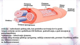 erekcija – nabreknuće polnog uda, kao posledica naviranja krvi u penis
•stepen erekcije zavisi o psihičkom i/ili fizičkom podraživanju, a pod utecajem je
parasimpatikusa
•ejakulacija – izbacivanje sjemena,
nastaje zbog stezanja glatkog i prugastog mišićja semenovoda, prostate I karličnog mišića
(m. ishiocavernosus i
m. bulbocavernosus)
 