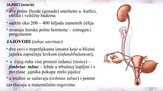 JAJNICI (ovaria)
• dve polne žlezde (gonade) smeštene u karlici,
oblika i veličine badema
• sadrže oko 200 – 400 hiljada zametnih ćelija
• stvaraju ženske polne hormone – estrogen i
progesteron
JAJOVODI (tubae uterinae)
• dve cevi s trepetljikama iznutra koje u blizini
jajnika započinju levkom (infundibulumom),
• s čijeg ruba vise prstasti izdanci (resice) –
fimbriae tubae – lebde u trbušnoj šupljini i s
površine jajnika pokupe zrelo jajašce
• u sredini se sužavaju (isthmus tubae) i potom
završavaju u materničnim rogovima
 