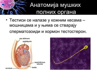 • Тестиси се налазе у кожним кесама –
мошницама и у њима се стварају
сперматозоиди и хормон тестостерон.
Анатомија мушких
полних органа
 