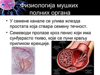 Физиологија мушких
полних органа
• У семене канале се улива жлезда
простата која ствара семену течност.
• Семеводи пролазе кроз пенис који има
сунђерасто ткиво, које се пуни крвљу
приликом ерекције.
 