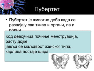 Polni sistem | PPT
