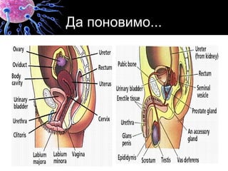 Да поновимо...
 