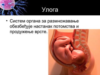 Улога
• Систем органа за размножавање
обезбеђује настанак потомства и
продужење врсте.
 