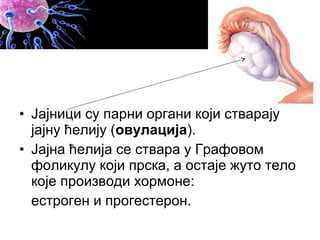 • Јајници су парни органи који стварају
јајну ћелију (овулација).
• Јајна ћелија се ствара у Графовом
фоликулу који прска, а остаје жуто тело
које производи хормоне:
естроген и прогестерон.
 
