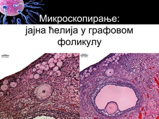 Микроскопирање:
јајна ћелија у графовом
фоликулу
 