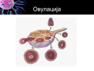 Овулација
 