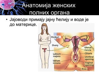 • Јајоводи примају јајну ћелију и воде је
до материце.
Анатомија женских
полних органа
 