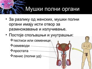Мушки полни органи
• За разлику од женских, мушки полни
органи имају исти отвор за
размножавање и излучивање.
• Постоје спољашњи и унутрашњи:
тестиси или семеници
семеводи
простата
пенис (полни уд)
 