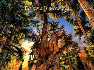 Floresta Białowieża
 