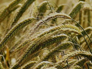 Triticale
 