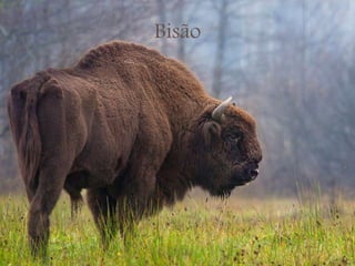 Bisão
 