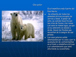 Oso polar
Es el mamífero más fuerte del
Polo Norte.
 Se alimenta de todos los
animales árticos excepto de
zorros y lobos. A pesar de
esto, su comida favorita son
las crías de focas y los renos.
Los osos no toman agua, ya que
en su ambiente es salada y
ácida. Sacan los fluidos que
necesitan de la sangre de sus
presas.
 Los osos polares están
amenazados por la caza y por la
acumulación de contaminantes
en el hielo y atmósfera árticos
y el calentamiento que está
afectando su ecosistema.
 