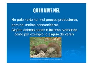 QUENQUEN VIVE NELVIVE NEL
No polo norteNo polo norte haihai moimoi poucospoucos productores,productores,
peropero haihai moitosmoitos consumidores.consumidores.
AlgúnsAlgúns animas pasan o invernoanimas pasan o inverno ivernandoivernando
como porcomo por exemploexemplo: o esquío de verán: o esquío de veráncomo porcomo por exemploexemplo: o esquío de verán: o esquío de verán
http://commons.wikimedia.org/wiki/File:Sciurus_vulgaris_bearn_2004.jpg
 