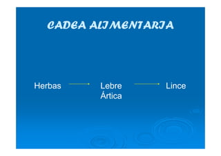 CADEA ALIMENTARIACADEA ALIMENTARIA
Lebre
Ártica
LinceHerbas
 