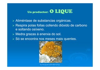 Un productor:Un productor: O LIQUEO LIQUE
AliméntaseAliméntase de substancias orgánicas.de substancias orgánicas.
RespiraRespira polaspolas follas collendofollas collendo dióxidodióxido de carbonode carbono
e soltandoe soltando osíxenoosíxeno..
MedraMedra grazasgrazas áá enerxiaenerxia do sol.do sol.MedraMedra grazasgrazas áá enerxiaenerxia do sol.do sol.
SóSó sese encontraencontra nosnos mesesmeses maismais quentesquentes..
http://www.geocities.ws/informal8m/Liquen.jpg
 