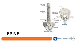 SPINE
 