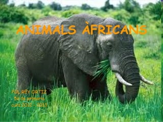 ANIMALS ÀFRICANS
POL REY ORTIZ
5è de primaria
curs 2012 - 2013
 