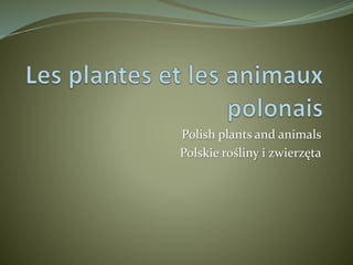 Polish plants and animals
Polskie rośliny i zwierzęta
 