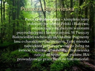 Puszcza Białowieska – kompleks leśny
położony na terenie Polski i Białorusi,
odznaczający się dużymi walorami
przyrodniczymi i historycznymi. W Puszczy
Białowieskiej zachowały się ostatnie fragmenty
lasu o charakterze pierwotnym. Tutaj mieszka
największa populacja wolnego żubra na
świecie. Od roku 2010 Puszcza Białowieska
należy do spisu ostoi ptaków IBA
prowadzonego przez BirdLife International.
 