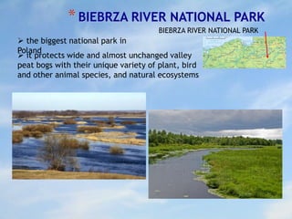 *BIEBRZA RIVER NATIONAL PARK
 the biggest national park in
Poland
 it protects wide and almost unchanged valley
peat bogs with their unique variety of plant, bird
and other animal species, and natural ecosystems
BIEBRZA RIVER NATIONAL PARK
 