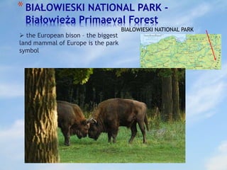 *BIAŁOWIESKI NATIONAL PARK -
Białowieża Primaeval Forest
BIAŁOWIESKI NATIONAL PARK
 the European bison – the biggest
land mammal of Europe is the park
symbol
 