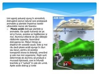 Unii agenţi poluanţi ajung în atmosferă,
distrugând ozonul natural care protejează
animalele şi plantele împotriva razelor
ultraviolete nocive ale Soarelui.
o Ploaia acidă distruge plantele şi
animalele. Ele spală nutrienţii de pe
sol şi frunze, acestea se îngălbenesc şi
mor. Aluminiul eliberat de ploi slăbeşte
rădăcinile copacilor, favorizând
distrugerea lor. Păduri întregi au
dispărut din această cauză. Este şi mai
rău dacă ploaia acidă ajunge în râuri
sau lacuri, pentru că acestea
transportă otrava la distanţă, omorând
şi cele mai mici organisme. Peştii sunt
determinaţi de aluminiu să producă o
mucoasă lipicioasă, care le înfundă
branhiile şi îi “sufocă” în cele din urmă.
Apele acide distrug şi icrele
 