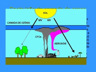 Destruição da camada de ozono
Os clorofluorocarbonetos, grupo de compostos químicos
também conhecidos por CFC's, são os mais directos
responsáveis por este declínio. Usados frequentemente
como gases propulsores de aerossóis e em aparelhos
de ar condicionado, os CFC's, depois de libertos para a
atmosfera, sobem e decompõem-se sob a acção da luz
solar, originando a libertação de um átomo de cloro (cl)
este átomo por sua vez irá reagir com uma molécula de
ozono(O3),ou seja, o átomo de cloro atrai um átomo de
oxigénio passando assim o ozono a oxigénio.
Posteriormente o cloro libertará o átomo de oxigénio
anteriormente atraído, ficando pronto para iniciar um
novo ciclo.
 