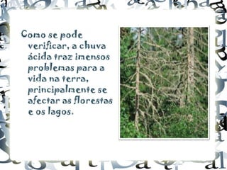 Como se pode verificar, a chuva ácida traz imensos problemas para a vida na terra, principalmente se afectar as florestas e os lagos. 