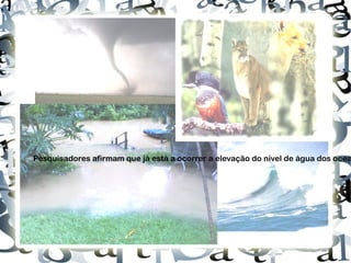 http://t3.gstatic.com/images?q=tbn:ANd9GcQdpR8aTUbJw5apbo-WO2nF87oTjf8BKwMe98Pys5QbELqlosyv&t=1 http://files.ostsunamis.webnode.pt/200000001-8aaf28ba53/tsunami%5B1%5D.jpg http://www.portaldasavenidas.com.br/wp-content/uploads/2010/04/ilha_da_gigoga.jpg http://oasterisco.blogs.sapo.pt/arquivo/zoologia.jpg Pesquisadores afirmam que já está a ocorrer a elevação do nível de água dos oceanos, provocando o alagamento de ilhas e cidades litorâneas. Muitas espécies de animais poderão entrar em extinção e tufões e maremotos poderão ocorrer com mais frequência e intensidade. 