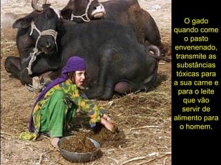 O gado
quando come
o pasto
envenenado,
transmite as
substâncias
tóxicas para
a sua carne e
para o leite
que vão
servir de
alimento para
o homem.
 