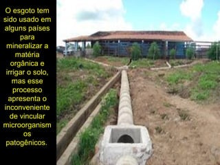 O esgoto tem
sido usado em
alguns países
para
mineralizar a
matéria
orgânica e
irrigar o solo,
mas esse
processo
apresenta o
inconveniente
de vincular
microorganism
os
patogênicos.
 