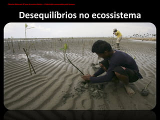 Desequilíbrios no ecossistema Homens plantam mangais perto da cidade de Lam Guron, na província d Aceh. Os habitantes têm estado a plantar estas árvores depois do tsunami de 2004. Hoje, o Presidente indonésio Susilo Bambang Yudhoyono apelou à rearborização do arquipélago. Ciências Naturais 8º ano do ensino básico – Catástrofes provocadas pelo homem   