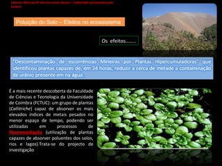 Ciências Naturais 8º ano do ensino básico – Catástrofes provocadas pelo homem   Poluição do Solo – Efeitos no ecossistema É a mais recente descoberta da Faculdade de Ciências e Tecnologia da Universidade de Coimbra (FCTUC): um grupo de plantas ( Callitriche ) capaz de absorver os mais elevados índices de metais pesados no menor espaço de tempo, podendo ser utilizadas em processos de  fitorremediação  (utilização de plantas capazes de absorver poluentes dos solos, rios e lagos).Trata-se do projecto de investigação  Os  efeitos…….. 