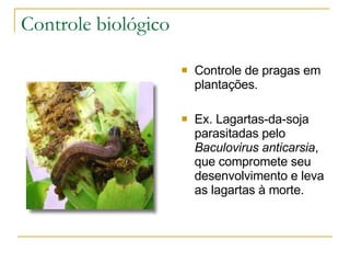 Controle biológico Controle de pragas em plantações. Ex. Lagartas-da-soja parasitadas pelo  Baculovirus anticarsia , que compromete seu desenvolvimento e leva as lagartas à morte. 