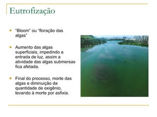 Eutrofização “ Bloom” ou “floração das algas” Aumento das algas superficiais, impedindo a entrada de luz, assim a atividade das algas submersas fica afetada. Final do processo, morte das algas e diminuição da quantidade de oxigênio, levando à morte por asfixia. 