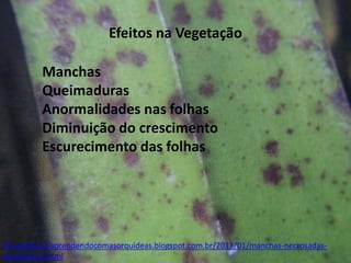 Efeitos na Vegetação
Manchas
Queimaduras
Anormalidades nas folhas
Diminuição do crescimento
Escurecimento das folhas

Fonte:http://aprendendocomasorquideas.blogspot.com.br/2011/01/manchas-necrosadascloroticas-e.html

 