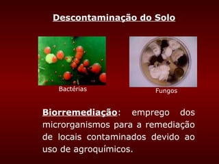 Descontaminação do Solo




   Bactérias           Fungos


Biorremediação: emprego dos
microrganismos para a remediação
de locais contaminados devido ao
uso de agroquímicos..
 