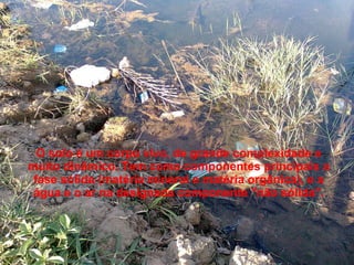 O solo é um corpo vivo, de grande complexidade e muito dinâmico. Tem como componentes principais a fase sólida (matéria mineral e matéria orgânica), e a água e o ar na designada componente "não sólida". 