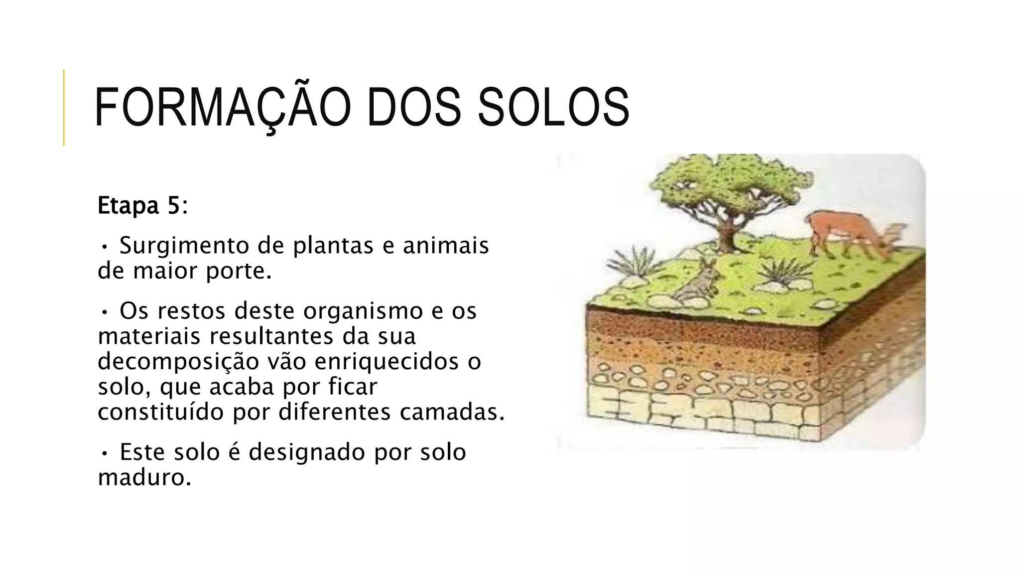 FORMAÇÃO DOS SOLOS
Etapa 5:
• Surgimento de plantas e animais
de maior porte.
• Os restos deste organismo e os
materiais resultantes da sua
decomposição vão enriquecidos o
solo, que acaba por ficar
constituído por diferentes camadas.
• Este solo é designado por solo
maduro.
 
