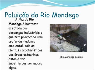 Poluição do Rio Mondego A Foz do Rio Mondego é bastante afectada por descargas industriais o que tem provocado uma profunda mudança ambiental, pois as plantas características das áreas estuarinas estão a ser substituídas por macro algas. Rio Mondego poluído.