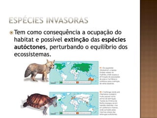 Espécies InvasorasTem como consequência a ocupação do habitat e possível extinção das espécies autóctones, perturbando o equilíbrio dos ecossistemas.