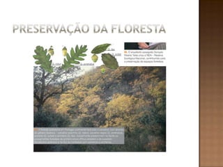 Preservação da Floresta