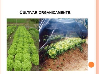 CULTIVAR ORGANICAMENTE.
 