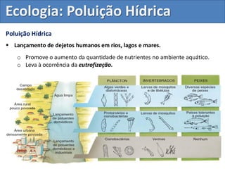 Poluição Hídrica
 Lançamento de dejetos humanos em rios, lagos e mares.
o Promove o aumento da quantidade de nutrientes no ambiente aquático.
o Leva à ocorrência da eutrofização.
Ecologia: Poluição Hídrica
 