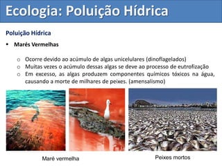 Poluição Hídrica
 Marés Vermelhas
o Ocorre devido ao acúmulo de algas unicelulares (dinoflagelados)
o Muitas vezes o acúmulo dessas algas se deve ao processo de eutrofização
o Em excesso, as algas produzem componentes químicos tóxicos na água,
causando a morte de milhares de peixes. (amensalismo)
Maré vermelha Peixes mortos
Ecologia: Poluição Hídrica
 