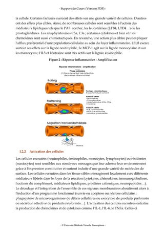 - Support de Cours (Version PDF) -
la cellule. Certains facteurs exercent des effets sur une grande variété de cellules. D'autres
ont des effets plus ciblés. Ainsi, de nombreuses cellules sont sensibles à l'action des
médiateurs lipidiques tels que le PAF. acether, les leucotriènes (LTB4, LTD4…) ou les
prostaglandines. Les anaphylatoxines C5a, C3a ; certaines cytokines et bien sûr les
chémokines sont aussi chimiotactiques. En revanche, une action plus ciblée peut expliquer
l'afflux préférentiel d'une population cellulaire au sein du foyer inflammatoire. L'IL8 exerce
surtout ses effets sur la lignée neutrophile ; le MCP-1 agit sur la lignée monocytaire et sur
les mastocytes ; l'IL5 et l'éotaxine sont très actifs sur la lignée éosinophile.
Figure 2 : Réponse inflammatoire - Amplification
I.2.2 Activation des cellules
Les cellules recrutées (neutrophiles, éosinophiles, monocytes, lymphocytes) ou résidentes
(mastocytes) sont sensibles aux nombreux messages que leur adresse leur environnement
grâce à l'expression constitutive et surtout induite d'une grande variété de molécules de
surface. Les cellules recrutées dans les tissus-cibles interagissent localement avec différents
médiateurs libérés dans le foyer de la réaction (cytokines, chémokines, immunoglobulines,
fractions du complément, médiateurs lipidiques, protéines cationiques, neuropeptides…).
Le décodage et l'intégration de l'ensemble de ces signaux membranaires aboutissent alors à
l'induction d'un programme fonctionnel (survie ou apoptose ou nécrose cellulaire ;
phagocytose de micro-organismes de débris cellulaires ou exocytose de produits préformés
ou sécrétion sélective de produits néoformés…). L'activation des cellules recrutées entraîne
la production de chémokines et de cytokines comme l'IL-1, l'IL-6, le TNFa. Celles-ci
- © Université Médicale Virtuelle Francophone -
 
