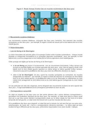 © UMVF - Université Médicale Virtuelle Francophone
Figure 3 : Étude champs d’action des six muscles oculomoteurs des deux yeux
2. Mouvements oculaires bilatéraux
Les mouvements oculaires bilatéraux, conjugués des deux yeux (versions), font intervenir des muscles
synergiques sur les deux yeux : par exemple, le regard à droite est assuré par le droit latéral droit et le droit
médial gauche.
3. Vision binoculaire
→ Lois de Hering et de Sherrington
La vision binoculaire est assurée grâce à la synergie d’action entre muscles oculomoteurs : chaque muscle
possède un antagoniste homolatéral et un synergiste (agoniste) controlatéral ; ainsi, par exemple, le droit
latéral droit a comme antagoniste le droit médial droit et comme agoniste le droit médial gauche.
Cette synergie est réglée par les lois de Hering et de Sherrington :
● la loi de Hering est propre à l’oculomotricité : lors de mouvements binoculaires, l’influx nerveux est
envoyé en quantités égales aux muscles agonistes des deux yeux ; ainsi, dans le regard à droite, droit
latéral droit et droit médial gauche reçoivent en même temps la même quantité d’influx nerveux,
mécanisme assurant le parallélisme des deux yeux dans les différentes directions du regard ;
● selon la loi de Sherrington, de plus, quand les muscles synergistes se contractent, les muscles
antagonistes se relâchent : par exemple, le regard à droite fait intervenir la contraction du droit latéral
droit et du droit médial gauche, et parallèlement selon la loi de Sherrington le relâchement du droit
médial droit (antagoniste du droit latéral droit) et du droit latéral gauche (antagoniste du droit médial
gauche).
Un cas particulier est celui des vergences, terme désignant des mouvements oculaires de sens opposé des
deux yeux ; il s’agit essentiellement de la convergence permettant la vision de près.
→ Correspondance sensorielle
Un objet se projette sur les deux yeux sur des points rétiniens dits « points rétiniens correspondants »,
permettant une localisation identique par les deux yeux. Par exemple, un objet situé dans le champ visuel
droit est vu par deux points rétiniens correspondants situés sur la rétine nasale de l’œil droit et la rétine
temporale de l’œil gauche, un objet situé droit devant est vu par les maculas des deux yeux.
Si le parallélisme des deux yeux disparaît, un objet fixé par la macula d’un œil sera fixé par une autre zone,
extramaculaire, de l’autre œil ; c’est la « correspondance rétinienne anormale » : le même objet est alors
localisé de façon différente par les deux yeux, phénomène responsable d’une vision double = diplopie.
6
 