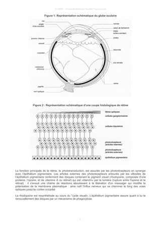 © UMVF - Université Médicale Virtuelle Francophone
Figure 1: Représentation schématique du globe oculaire
Figure 2 : Représentation schématique d'une coupe histologique de rétine
La fonction principale de la rétine, la phototransduction, est assurée par les photorécepteurs en synergie
avec l’épithélium pigmentaire. Les articles externes des photorécepteurs entourés par les villosités de
l’épithélium pigmentaire renferment des disques contenant le pigment visuel (rhodopsine, composée d'une
protéine, l'opsine, et de vitamine A ou rétinal) qui est «blanchi» par la lumière (rupture entre l'opsine et le
rétinal) : il s'ensuit une chaîne de réactions aboutissant à la libération d'un messager qui modifie la
polarisation de la membrane plasmatique : ainsi naît l'influx nerveux qui va cheminer le long des voies
optiques jusqu'au cortex occipital.
La rhodopsine est resynthétisée au cours du "cycle visuel». L’épithélium pigmentaire assure quant à lui le
renouvellement des disques par un mécanisme de phagocytose.
4
 