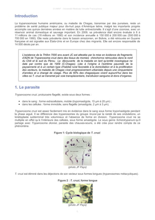 © UMVF - Université Médicale Virtuelle Francophone
Introduction
La trypanosomose humaine américaine, ou maladie de Chagas, transmise par des punaises, reste un
problème de santé publique majeur pour dix-huit pays d’Amérique latine, malgré les importants progrès
accomplis ces quinze dernières années en matière de lutte antivectorielle. Il s’agit d’une zoonose, avec un
réservoir animal domestique et sauvage important. En 2009, sa prévalence était encore évaluée à 8 à
11 millions de cas (18 millions en 1990) et son incidence annuelle à 150 000 à 200 000 cas (500 000 à
700 000 en 1990). Elle reste prévalente dans le bassin amazonien, en Bolivie, a été retrouvée en Guyane
française et est signalée aux États-Unis et en Europe chez des migrants. Elle est encore responsable de
14 000 décès par an.
L’existence de la THAm 7000 ans avant JC est attestée par la mise en évidence de fragments
d’ADN de Trypanosoma cruzi dans des tissus de momies chinchorros retrouvées dans le nord
du Chili et le sud du Pérou. La découverte de la maladie en tant qu’entité nosologique ne
date par contre que de 1909 (C.Chagas). Liée à l’origine à l’extrême pauvreté de la
paysannerie et à un certain type d’habitat rural favorable à la domiciliation et à la prolifération
des vecteurs, la maladie de Chagas s’est progressivement urbanisée depuis une cinquantaine
d’années et a changé de visage. Plus de 60% des chagasiques vivent aujourd’hui dans les
villes où T. cruzi se transmet par voie transplacentaire, transfusion sanguine et dons d’organes.
1. Le parasite
Trypanosoma cruzi, protozoaire flagellé, existe sous deux formes :
● dans le sang : forme extracellulaire, mobile (trypomastigote, 15 µm à 20 µm) ;
● dans les cellules : forme immobile, sans flagelle (amastigote, 2 µm à 3 µm).
Trypanosoma cruzi est assez facilement mis en évidence dans le sang sous forme trypomastigote pendant
la phase aiguë. Il se différencie des trypanosomes du groupe brucei par la rareté de ses ondulations, un
kinétoplaste subterminal très volumineux et l’absence de forme en division. Trypanosoma cruzi ne se
multiplie en effet qu’à l’intérieure des cellules, sous forme amastigote. Le sous genre Schizotrypanum qu’il
partage avec Trypanosoma dionisii, parasite des chauves-souris, a été crée pour rendre compte de ce
phénomène.
Figure 1: Cycle biologique de T. cruzi
(photo JF Pays)
T. cruzi est éliminé dans les déjections de son vecteur sous formes longues (trypanosomes métacycliques).
Figure 2 : T. cruzi, forme longue
(photo JF Pays)
4
 