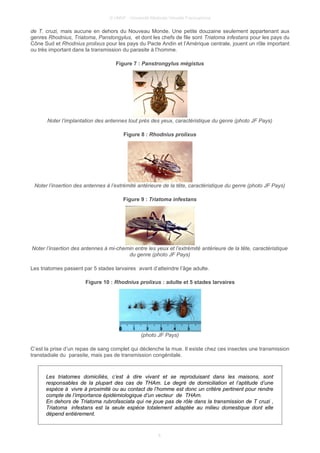 © UMVF - Université Médicale Virtuelle Francophone
de T. cruzi, mais aucune en dehors du Nouveau Monde. Une petite douzaine seulement appartenant aux
genres Rhodnius, Triatoma, Panstongylus, et dont les chefs de file sont Triatoma infestans pour les pays du
Cône Sud et Rhodnius prolixus pour les pays du Pacte Andin et l’Amérique centrale, jouent un rôle important
ou très important dans la transmission du parasite à l’homme.
Figure 7 : Panstrongylus mégistus
Noter l’implantation des antennes tout prés des yeux, caractéristique du genre (photo JF Pays)
Figure 8 : Rhodnius prolixus
Noter l’insertion des antennes à l’extrémité antérieure de la tête, caractéristique du genre (photo JF Pays)
Figure 9 : Triatoma infestans
Noter l’insertion des antennes à mi-chemin entre les yeux et l’extrémité antérieure de la tête, caractéristique
du genre (photo JF Pays)
Les triatomes passent par 5 stades larvaires avant d’atteindre l’âge adulte.
Figure 10 : Rhodnius prolixus : adulte et 5 stades larvaires
(photo JF Pays)
C’est la prise d’un repas de sang complet qui déclenche la mue. Il existe chez ces insectes une transmission
transtadiale du parasite, mais pas de transmission congénitale.
Les triatomes domiciliés, c’est à dire vivant et se reproduisant dans les maisons, sont
responsables de la plupart des cas de THAm. Le degré de domiciliation et l’aptitude d’une
espèce à vivre à proximité ou au contact de l’homme est donc un critère pertinent pour rendre
compte de l’importance épidémiologique d’un vecteur de THAm.
En dehors de Triatoma rubrofasciata qui ne joue pas de rôle dans la transmission de T cruzi ,
Triatoma infestans est la seule espèce totalement adaptée au milieu domestique dont elle
dépend entièrement.
6
 